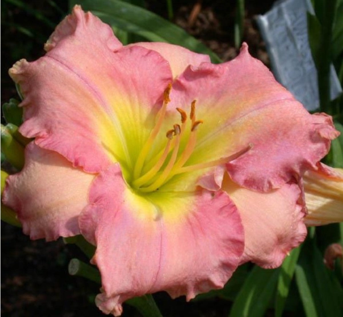 Daylily's Awash With Color' Bright Pink Pastel Showy Blooms on 32" Flower Scapes