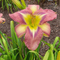 Daylily 'Star Of Fantasy' Fragrant Lavender Mauve 8.5" Flowers on 30" Scapes