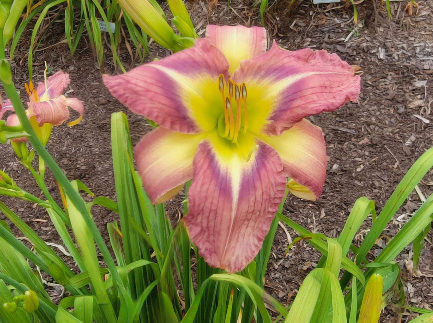 Daylily 'Star Of Fantasy' Fragrant Lavender Mauve 8.5" Flowers on 30" Scapes