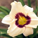 Daylily 'Pandora's Box' 4" Cream Fragrant Blooms Purple Eye on 18" Flower Scapes