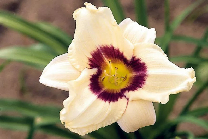 Daylily 'Pandora's Box' 4" Cream Fragrant Blooms Purple Eye on 18" Flower Scapes