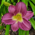 Daylily 'Sebastian' Beautiful Purple 5 1/2" Blooms on 20" Flower Scapes