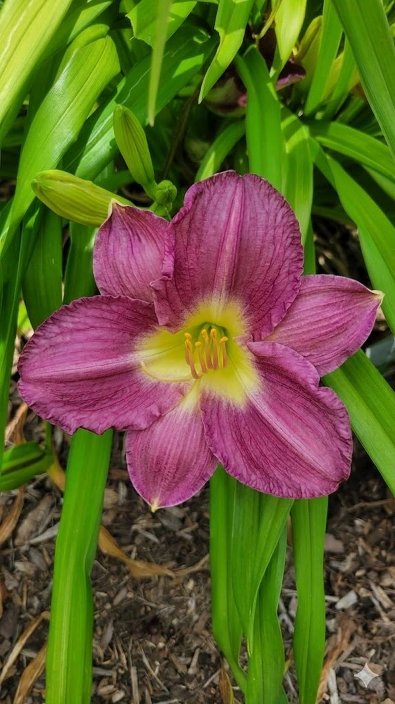 Daylily 'Sebastian' Beautiful Purple 5 1/2" Blooms on 20" Flower Scapes