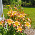 Daylily 'Wolverine' Rose Pink 7 1/4" Edged, Toothed Blooms, 38" Scape Height