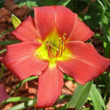 Daylily 'Music Man' Large Showy 7" Bright Red Blooms on 30" Flower Scapes