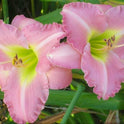 Daylily 'Trade-Last' Bright Pastel Pink Showy Blooms on 24" Scapes