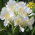 Hedychium Coronarium, Fragrant White Butterfly Ginger Lily, One Bareroot Rhizome