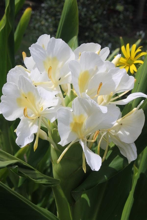 Hedychium Coronarium, Fragrant White Butterfly Ginger Lily, One Bareroot Rhizome