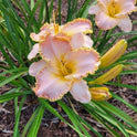 Daylily 'Enchanted April' 5 1/2" Pink Lavender Blooms on 24" Flower Scapes
