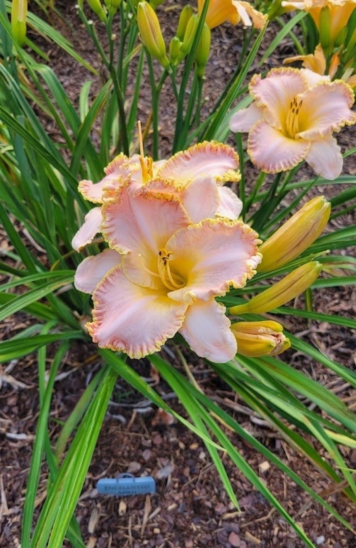 Daylily 'Enchanted April' 5 1/2" Pink Lavender Blooms on 24" Flower Scapes