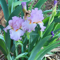 Tall Bearded 'Oui Madame' Iris, 38" with Lavender Ruffled Flowers Showy Blooms