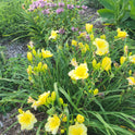 Dayily 'Harbor Mist' 5 1/2" Bright Soft Yellow Blooms on 28" Flower Scapes