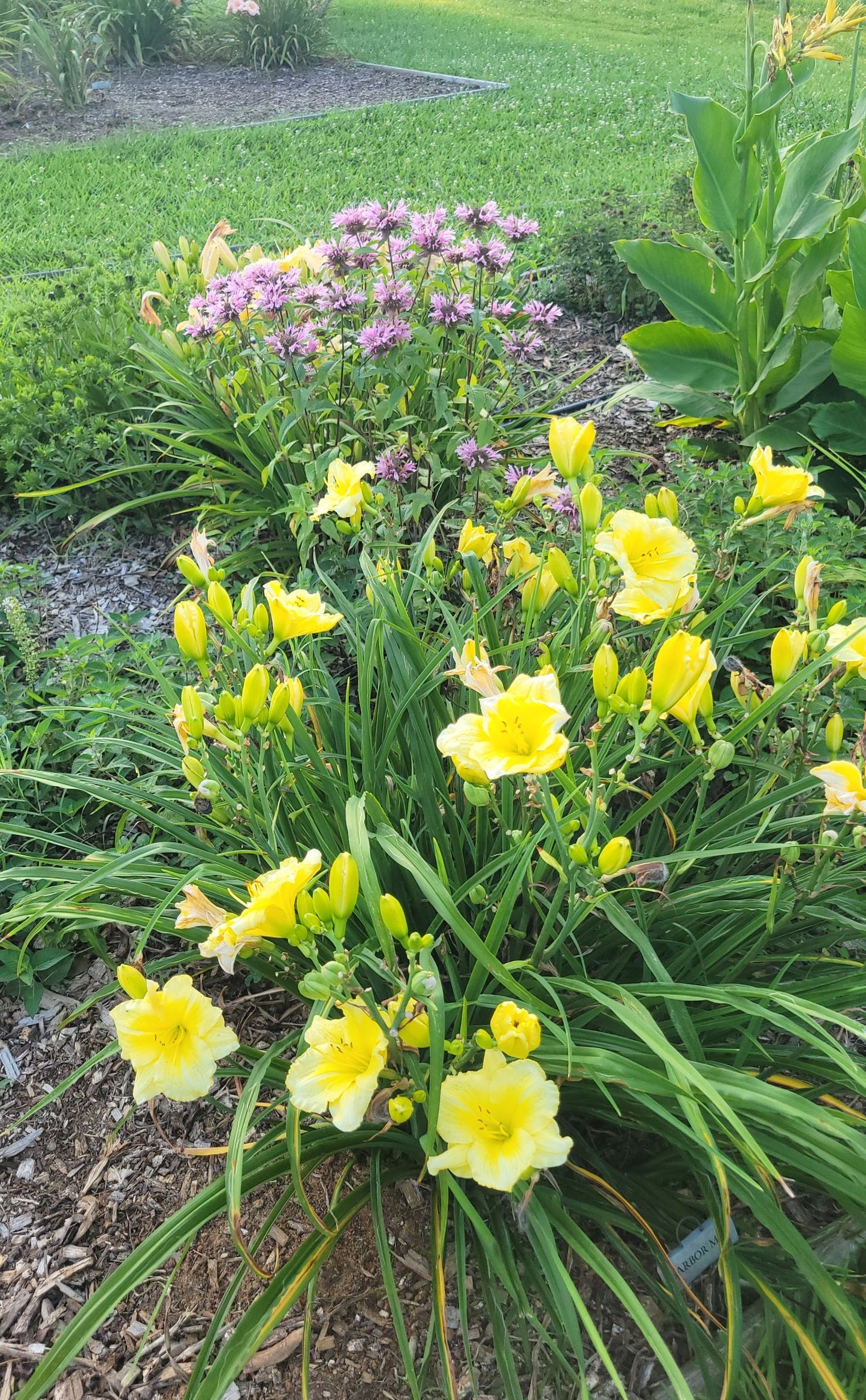Dayily 'Harbor Mist' 5 1/2" Bright Soft Yellow Blooms on 28" Flower Scapes