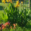 Striped Beauty Canna 'aka 'Bangkok', 'Minerva', Yellow Blooms, Pinstripe Leaves