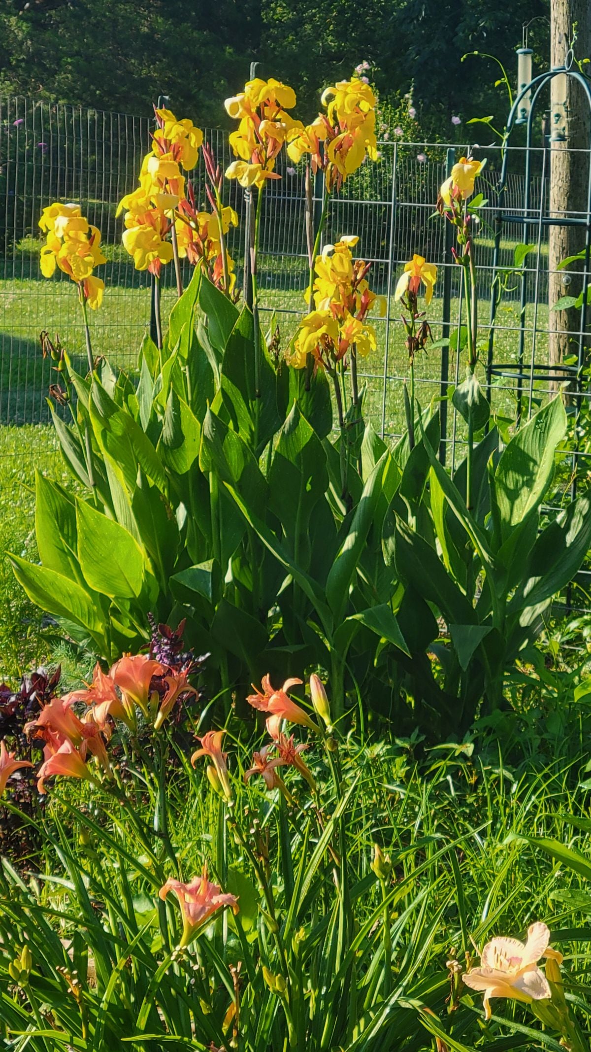 Striped Beauty Canna 'aka 'Bangkok', 'Minerva', Yellow Blooms, Pinstripe Leaves