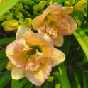 Daylily 'Nagasaki' Double 4 1/2" Ivory, Cream and Pink Flowers on 19" Scapes