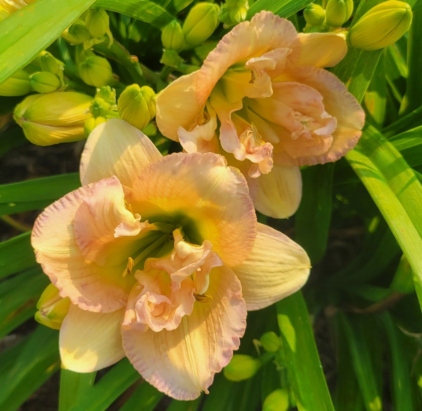Daylily 'Nagasaki' Double 4 1/2" Ivory, Cream and Pink Flowers on 19" Scapes