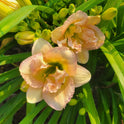 Daylily 'Nagasaki' Double 4 1/2" Ivory, Cream and Pink Flowers on 19" Scapes