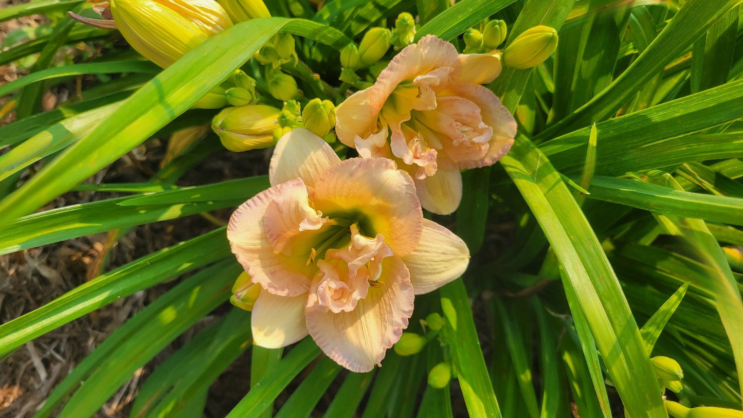 Daylily 'Nagasaki' Double 4 1/2" Ivory, Cream and Pink Flowers on 19" Scapes