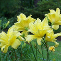Daylily 'Double River Wye' 4.5" Double Bright Yellow Blooms on 30" Flower Scapes