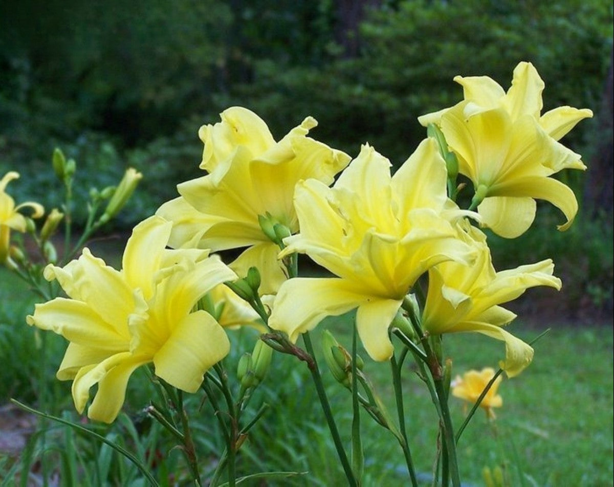 Daylily 'Double River Wye' 4.5" Double Bright Yellow Blooms on 30" Flower Scapes