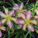 Daylily 'Dragonfly Tattoo' Lavender, Orchid Pink Blooms on 29" Flower Scapes