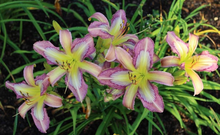 Daylily 'Dragonfly Tattoo' Lavender, Orchid Pink Blooms on 29" Flower Scapes
