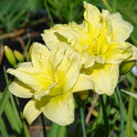 Daylily 'Double River Wye' 4.5" Double Bright Yellow Blooms on 30" Flower Scapes