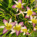 Daylily 'Andy's Awe' 6" Purple and White Blooms on 34" Flower Scapes