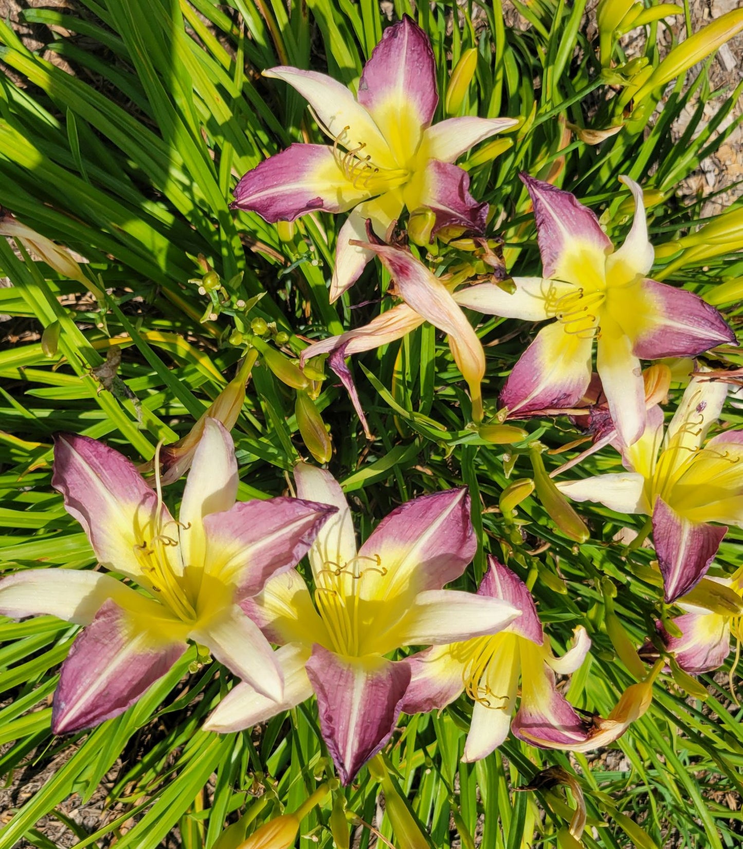 Daylily 'Andy's Awe' 6" Purple and White Blooms on 34" Flower Scapes