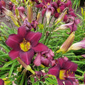 Wayside King Royale Daylily, 36" Scapes, 6" Fragrant Purple Blooms