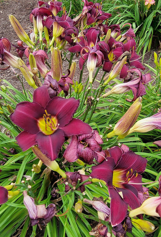 Wayside King Royale Daylily, 36" Scapes, 6" Fragrant Purple Blooms