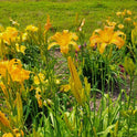 Daylily 'Tennessee Tan' Light Brown Tan 4 3/4" Blooms on 36" Flower Scapes