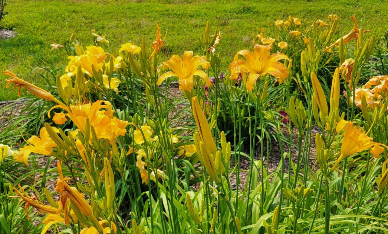 Daylily 'Tennessee Tan' Light Brown Tan 4 3/4" Blooms on 36" Flower Scapes