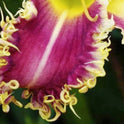 Daylily 'Vampire Fish' 9" Toothed Edged Rose Pink Blooms on 38" Scapes