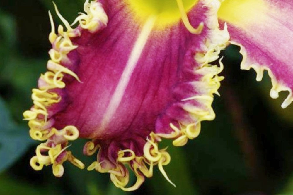 Daylily 'Vampire Fish' 9" Toothed Edged Rose Pink Blooms on 38" Scapes