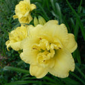 Daylily 'Cabbage Flower' Bright Lemon Yellow 4 1/2" Blooms on 17" Flower Scapes