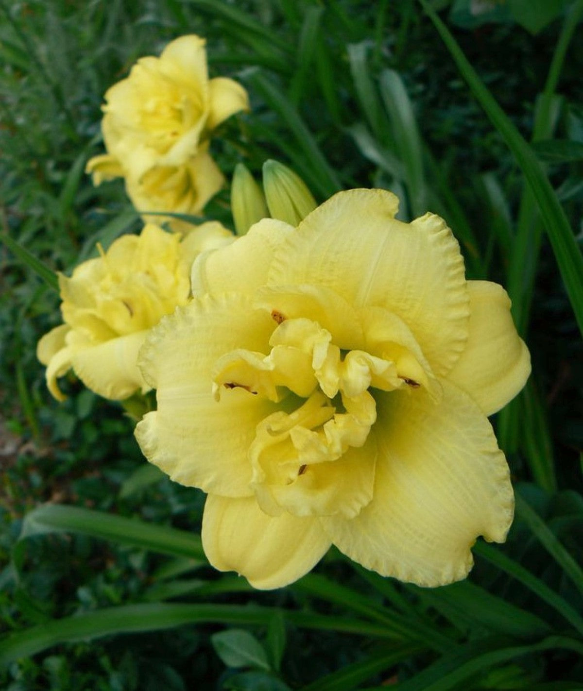 Daylily 'Cabbage Flower' Bright Lemon Yellow 4 1/2" Blooms on 17" Flower Scapes