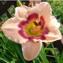 Daylily 'Wineberry Candy' 4 3/4" Salmon Pink Fragrant Blooms on 22" Scapes