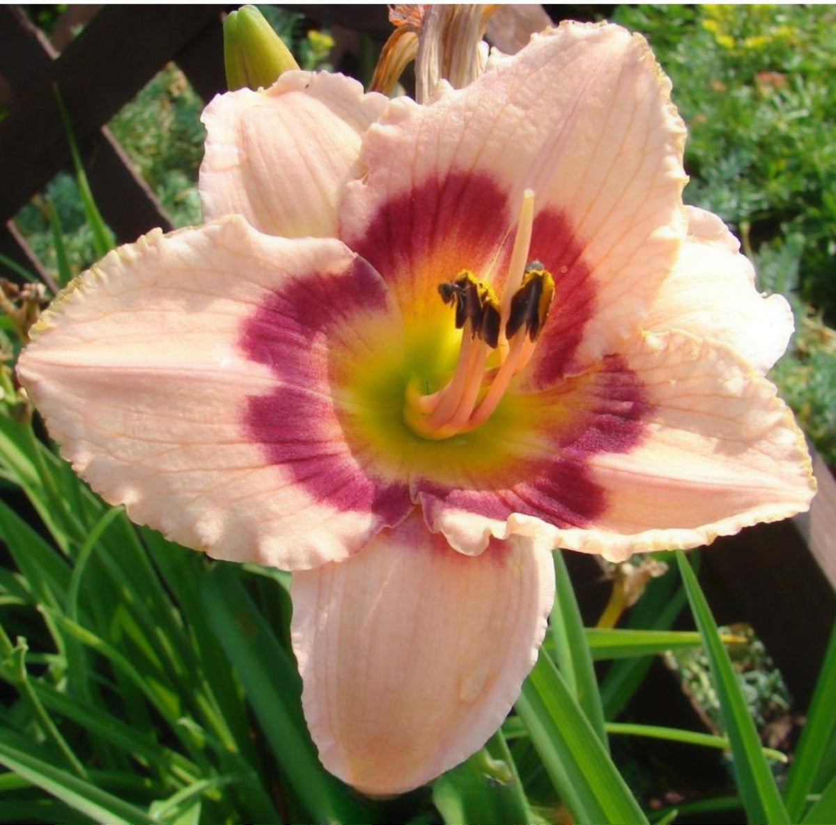 Daylily 'Wineberry Candy' 4 3/4" Salmon Pink Fragrant Blooms on 22" Scapes