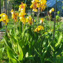 Striped Beauty Canna 'aka 'Bangkok', 'Minerva', Yellow Blooms, Pinstripe Leaves