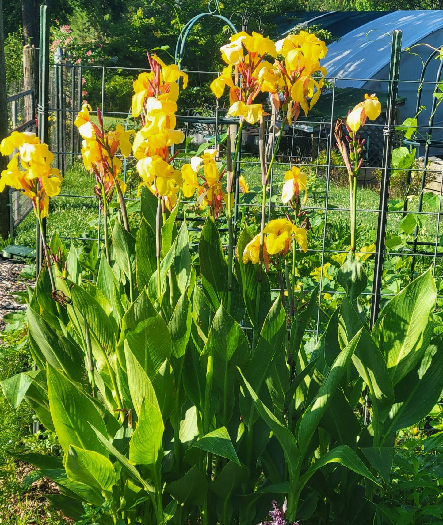 Striped Beauty Canna 'aka 'Bangkok', 'Minerva', Yellow Blooms, Pinstripe Leaves
