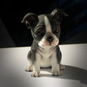 Adorable Seated Boston Terrier Puppy Dog Collectible Resin Figurine, 5.5 inch