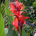 Canna Indica, Indian Shot Lily, Light Red Elegant Flowers, 2 Rhizomes