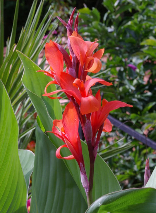 Canna Indica, Indian Shot Lily, Light Red Elegant Flowers, 2 Rhizomes