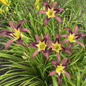 Daylily 'Grey Witch' 6" Showy Lavender Gray Blooms on 30" Flower Scapes