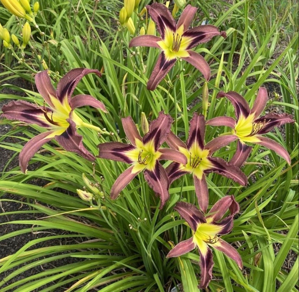 Daylily 'Grey Witch' 6" Showy Lavender Gray Blooms on 30" Flower Scapes