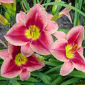 Daylily 'Key To My Heart' 5" Crimson Pink 5" Blooms on 25" Scapes