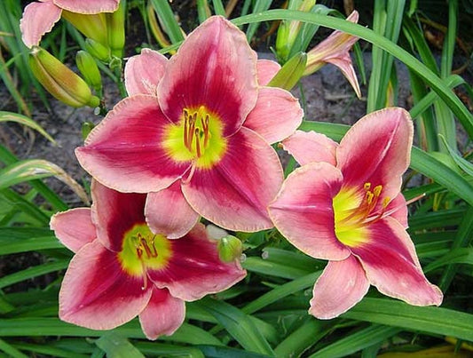 Daylily 'Key To My Heart' 5" Crimson Pink 5" Blooms on 25" Scapes