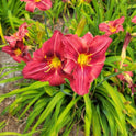 Daylily 'Red Frills' Showy Red Blooms on 30" Flower Scapes, Double Bareroot Fans